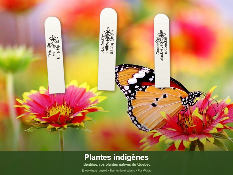 Plantes indigènes