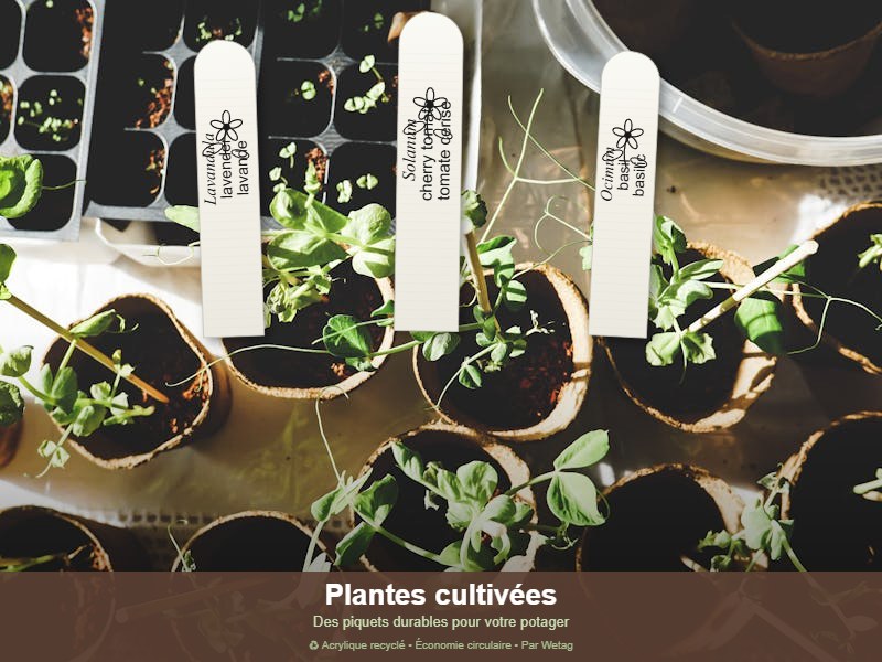 Plantes cultivées